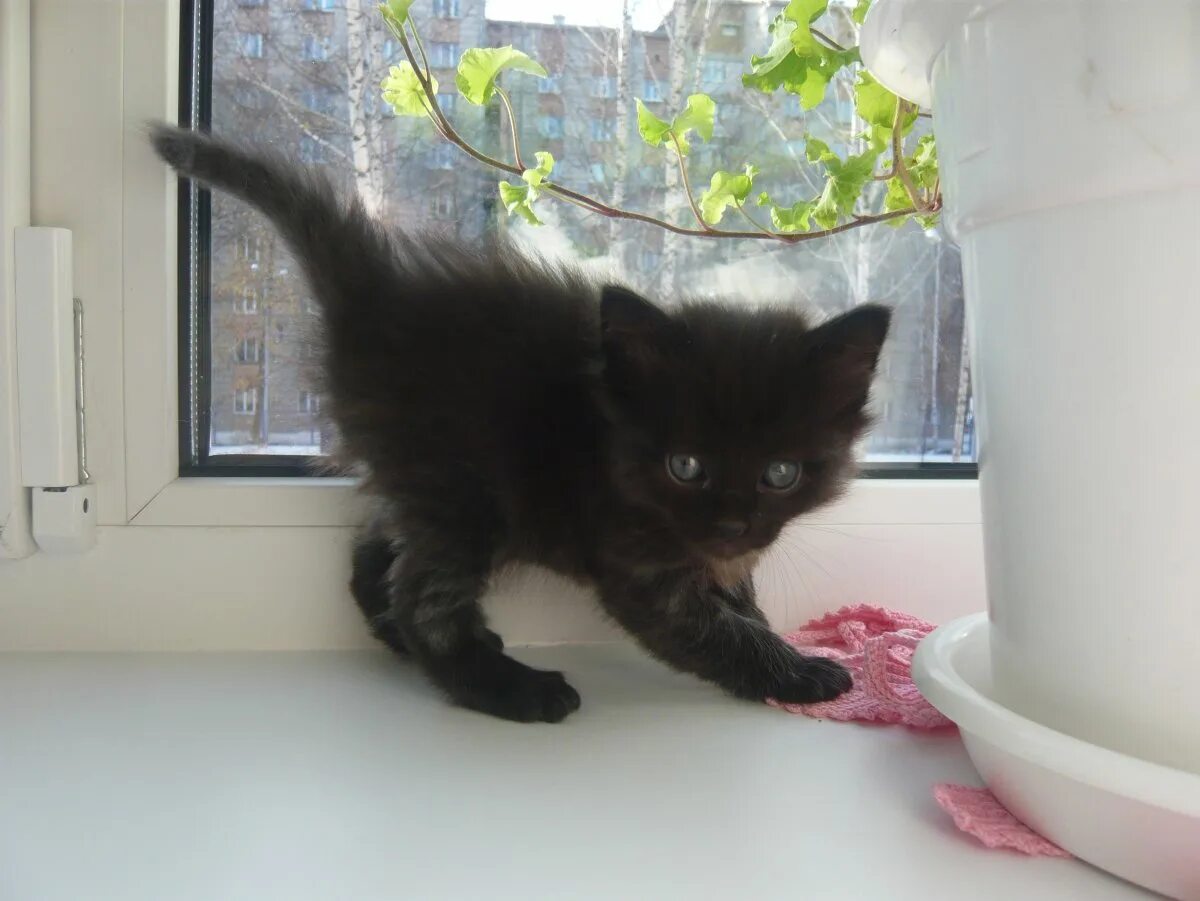 Как выглядит котенок в 2. Черный котенок 1 месяц. месячные котята. маленький черный котенок. котенок 2 месяца.