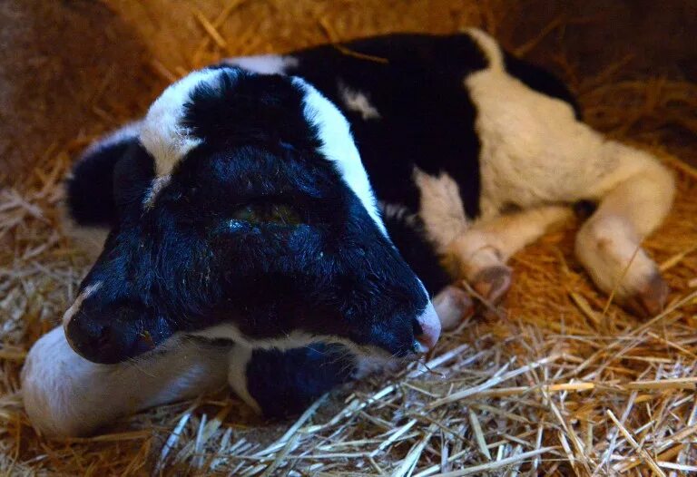 У коровы родился теленок. У коровы родился теленок. Беременная корова. У коровы родился теленок. Родовспоможение у коров.