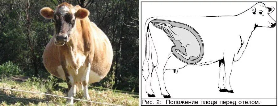 Определение беременности животных