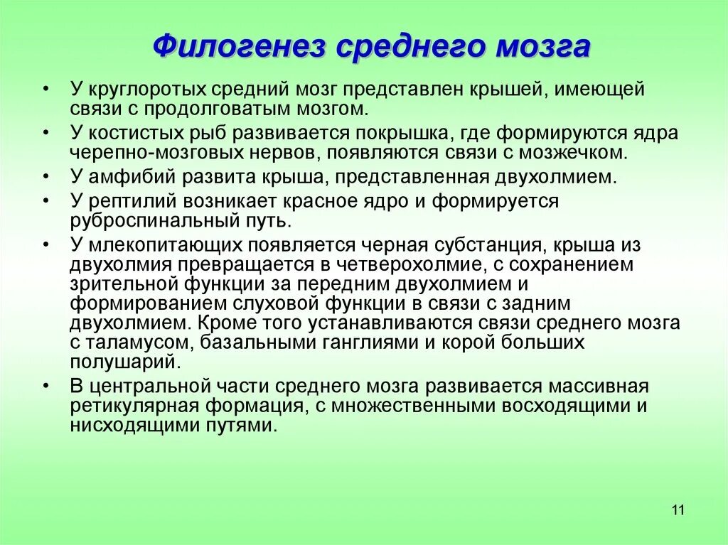 Воздействиям сохранять свои свойства. Биологическая рецептура. Состав биологической рецептуры. Средний мозг филогенез. Группы бактериологической рецептуры.