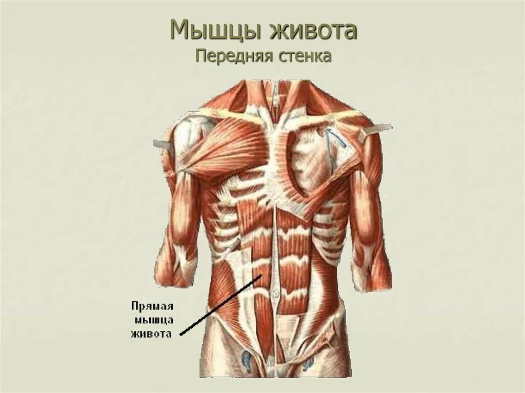 Передняя прямая мышца живота. Мышцы участвующие в образовании передней стенки живота. Мышцы передней стенки живота. Передняя мышца живота. Передняя мышца живота анатомия.