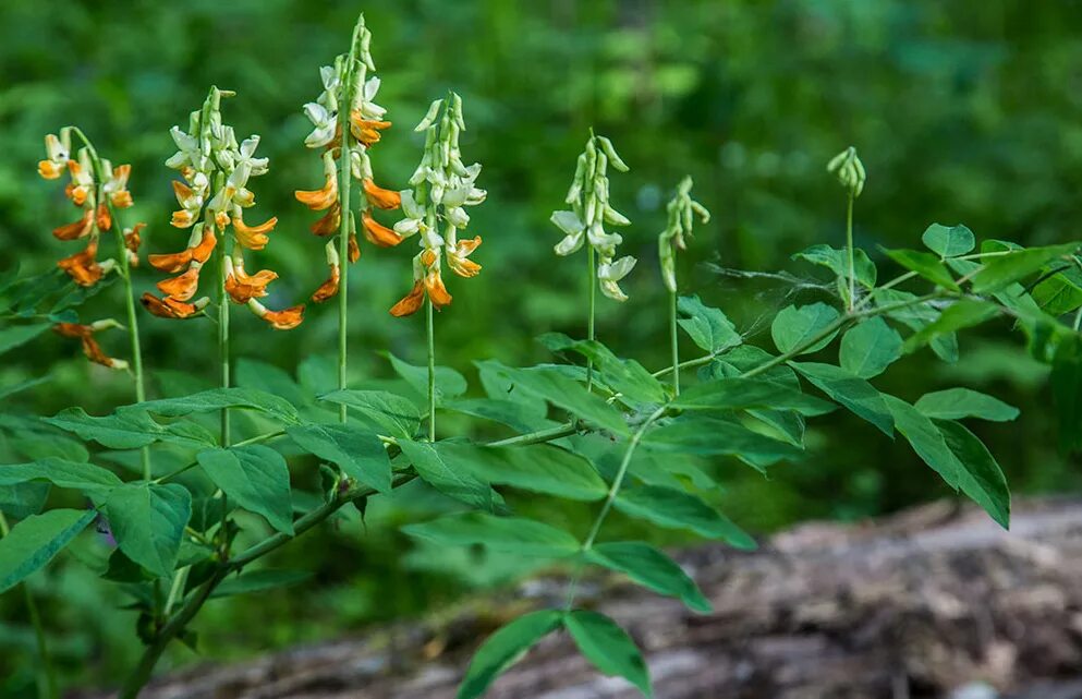 Сибирь чина. Чина Гмелина растение. Lathyrus gmelinii. Копеечник Гмелина. Чина Гмелина плод.