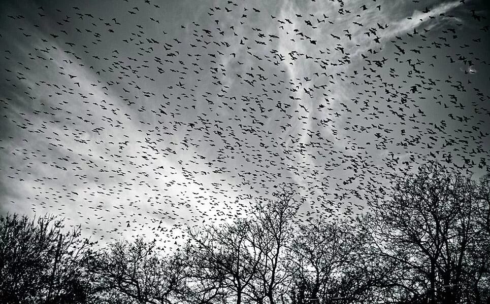 Стая воронов текст. Птицы в небе. Стая птиц. Много птиц. Стая ворон в небе.