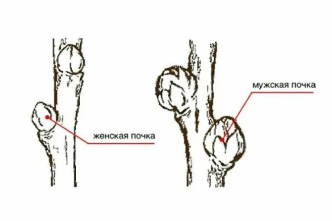 Как отличить саженцы облепихи. Облепиха как отличить женские и мужские саженцы. Облепиха как отличить женские. Облепиха как различить мужское и женское дерево. Облепиха как отличить