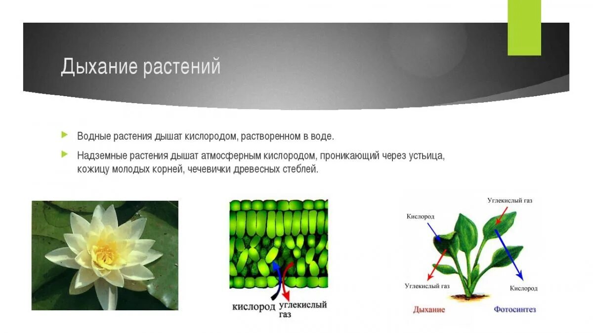 Дышат ли семена. Дыхание растений. Процесс дыхания растений. Дыхание растений растений. Биология дыхание растений.