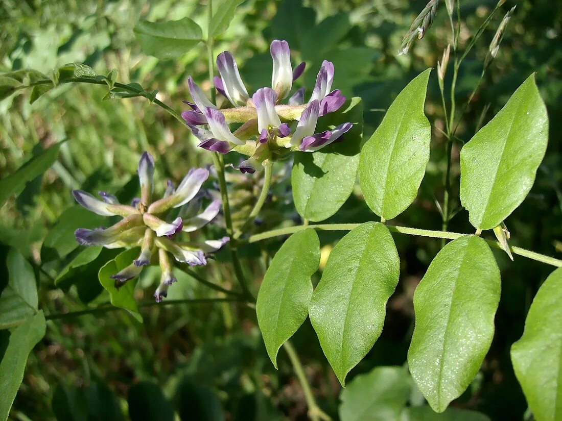 Glycyrrhiza glabra. Glycyrrhiza glabra корень солодки. Солодка Коржинского. Clycyrrhiza glabra.