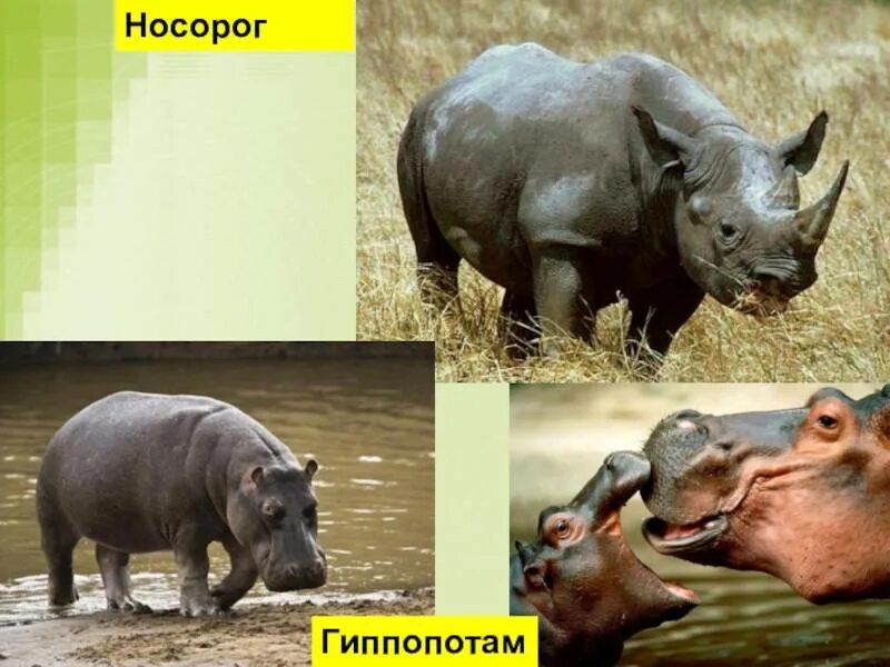 Бегемот и гиппопотам одно и тоже. Носорог бегемот и гиппопотам. гиппопотам и бегемот отличия. различие гиппопотама и бегемота. слон и носорог.