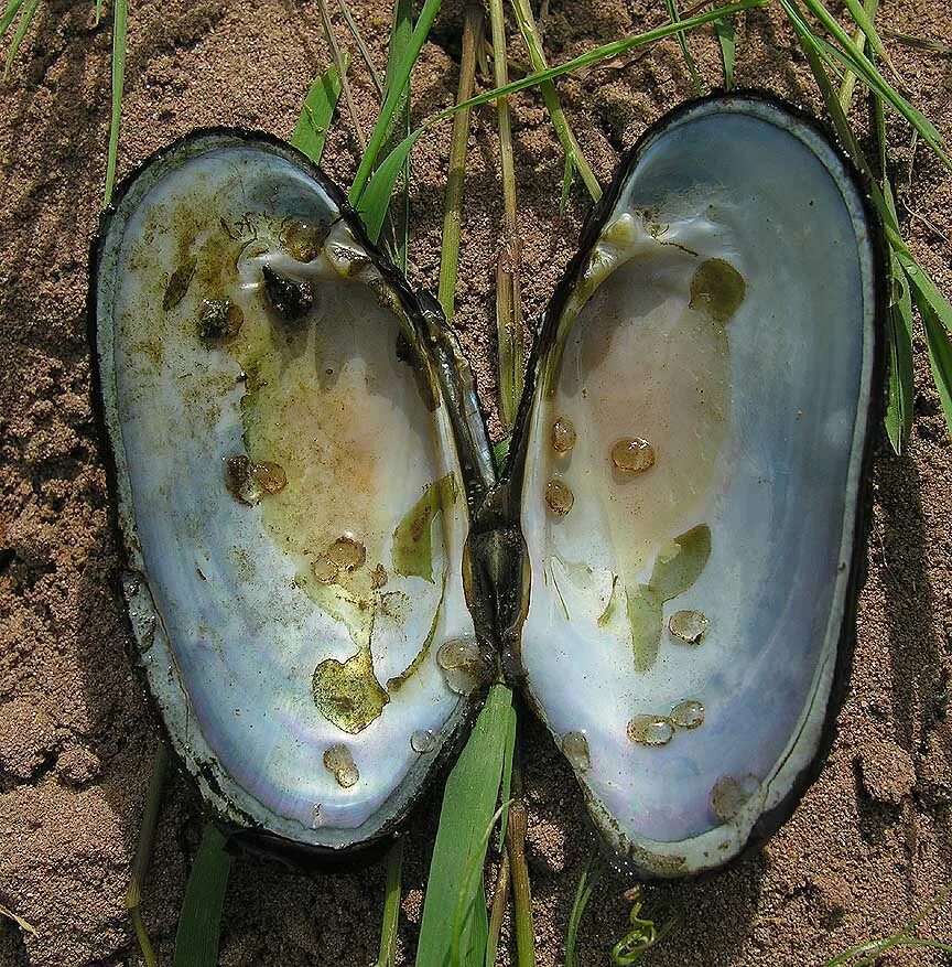 жемчуг растет в устрицах. почему исчезает жемчужница европейская. жемчужница миддендорфа. европейская жемчужница. жемчуг в речных перловицах.