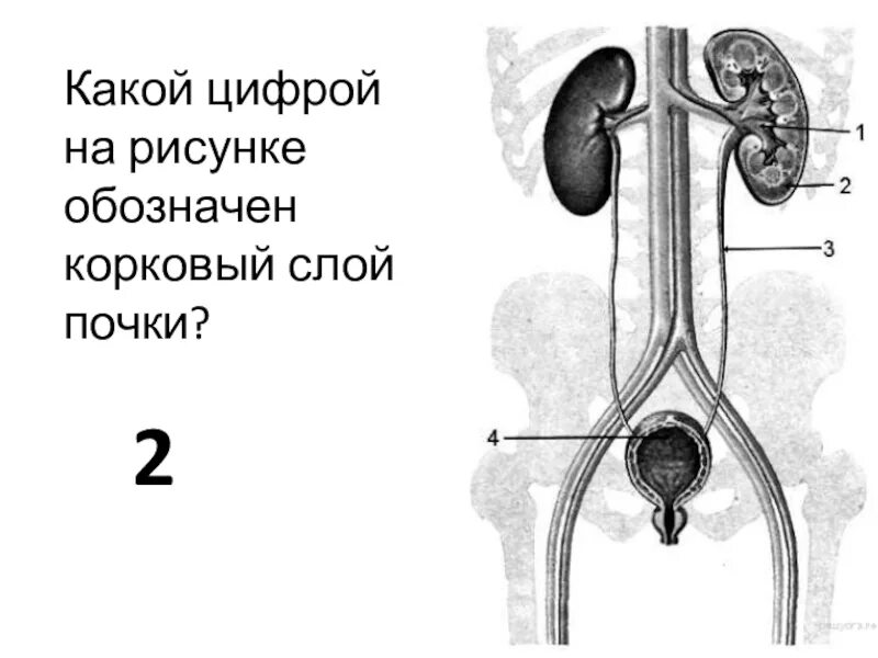 Контрольная работа по биологии 8 выделительная система. Строение выделительной системы. Какой цифрой на рисунке обозначен корковый слой почки?. Схема строения выделительной системы. Выделительная система рисунок.