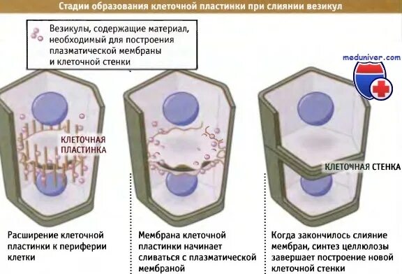 Какие клетки образуются листовую пластинку. Формирование клеточной пластинки. Образуется клеточная пластина. Фрагмопласт.