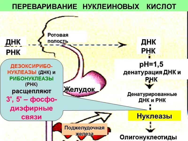 Пепсин амилаза соляная кислота слизь. Переваривание нуклеиновых кислот. Переваривание нуклеиновых кислот биохимия. Нуклеазы биохимия. Биосинтез нуклеиновых кислот.