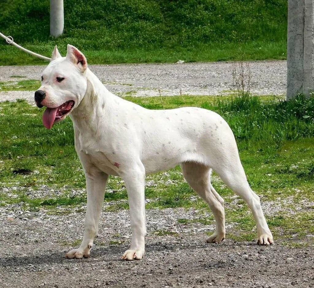 белый дог фото. белый дог фото. порода собак аргентинский дог. аргентинский дог. белый дог фото.