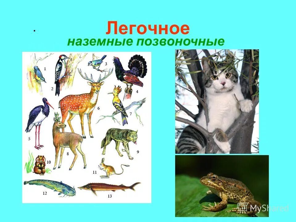 Проверочная работа по теме позвоночные животные. Проверочная работа по теме позвоночные животные