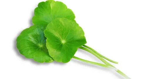 Leaf got