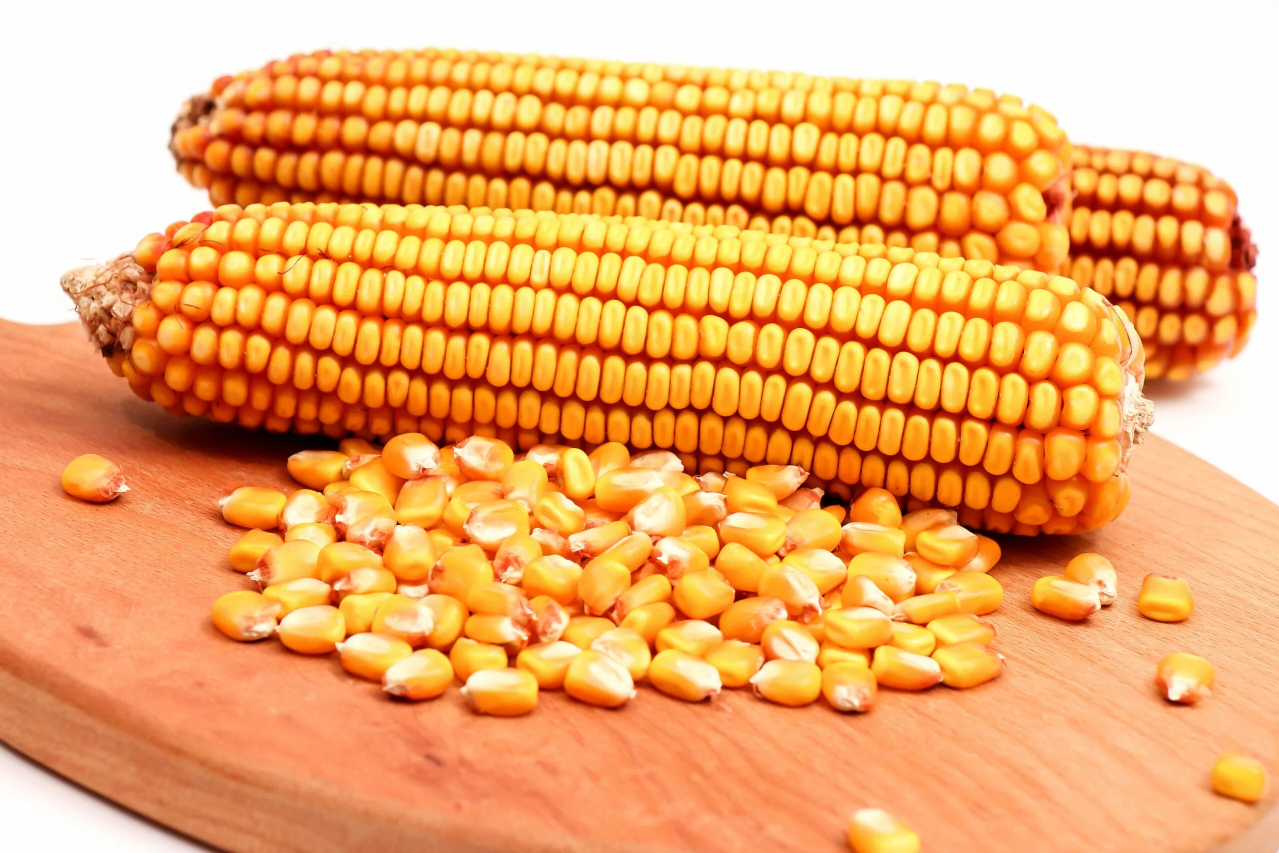 Кукуруза Маис. Кукуруза в початках кормовая. Кукуруза семенная кормовая. Семена кукурузы кормовой. Corn кукуруза