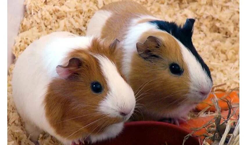 морская свинка гладкошерстная коричневая. морская свинка в живом уголке. морская свинка живая. в живом уголке жили морские свинки. морская свинка детеныш.