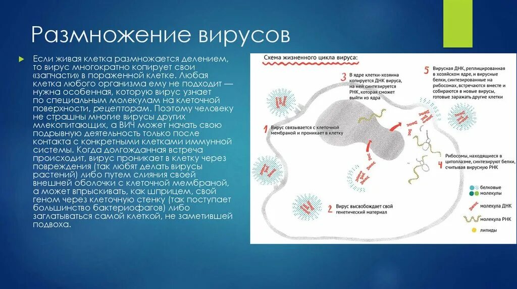 Вирусы способны размножаться только в живых клетках. Размножение вирусов. Вирусы размножаются. Размножение ДНК вирусов.