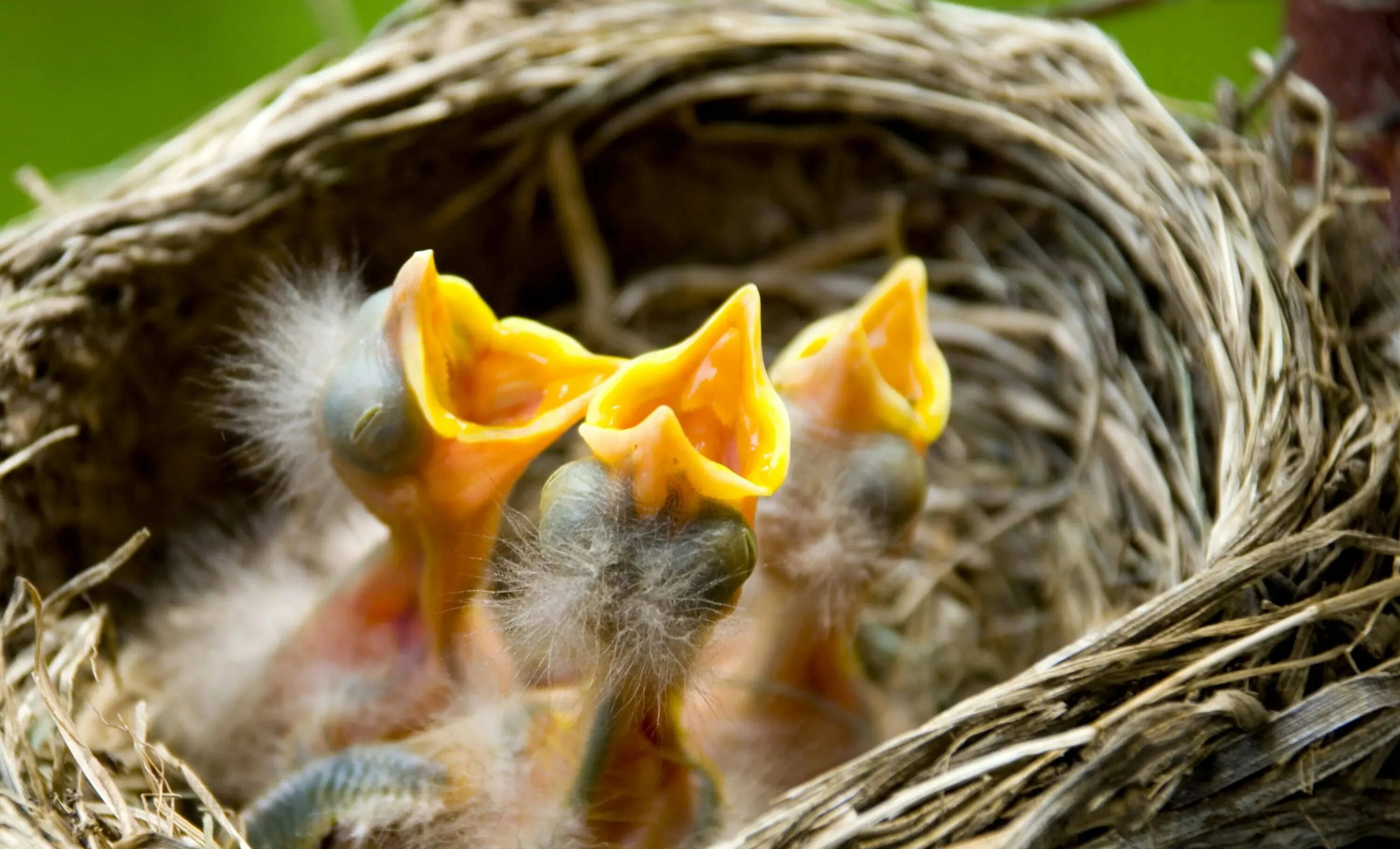 В 1 гнезде 3 птенца. Птенцы с открытыми ртами. Птенчики в гнезде. Гнездовые птенцы. Голодные птенцы в гнезде.