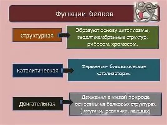 Белки их структура и функции. Белки их структура и функции