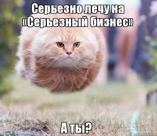 Летающие мемы. Летающий круглый кот. летающие коты мемы. летающий толстый кот. летящий пушистый кот.