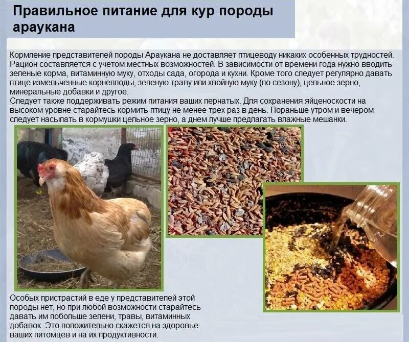 Почему куры воде