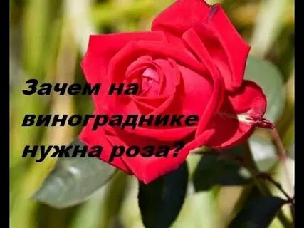 Зачем же я розочку садила текст