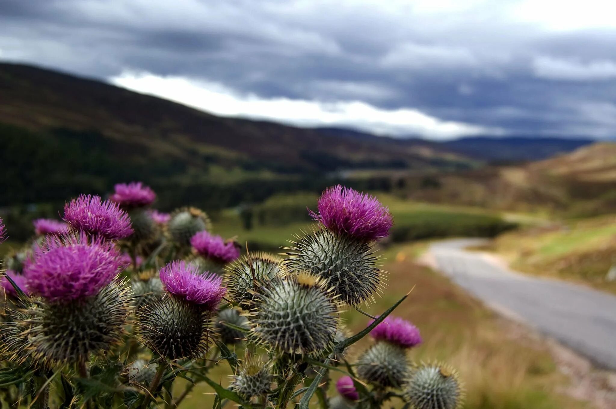 Scotland plants. Чертополох символ Шотландии. Цветок чертополоха символ Шотландии. Национальный цветок Шотландии чертополох. Чертополох растение Шотландии.