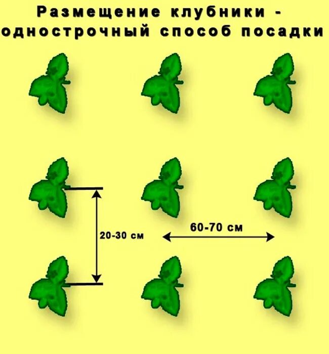 Посадка клубники расстояние между кустами и рядами. Клубника схема посадки двухстрочная. Трехстрочная посадка клубники схема. Схема посадки клубники в открытом грунте осенью. Расстояние между кустами клубники при посадке.