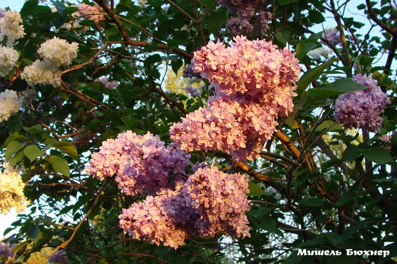 Сирень федерико гарсиа лорка. Сирень федерико гарсиа лорка. Сорт сирени гарсиа лорка. Сирень федерико гарсиа. Сирень федерико гарсиа лорка.
