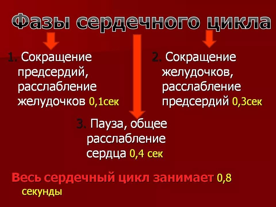 Сокращение предсердий в сердечном цикле. Цикл сокращения сердца. Фазы сердечного цикла. Сокращение предсердий. Сердечный цикл и его фазы таблица.