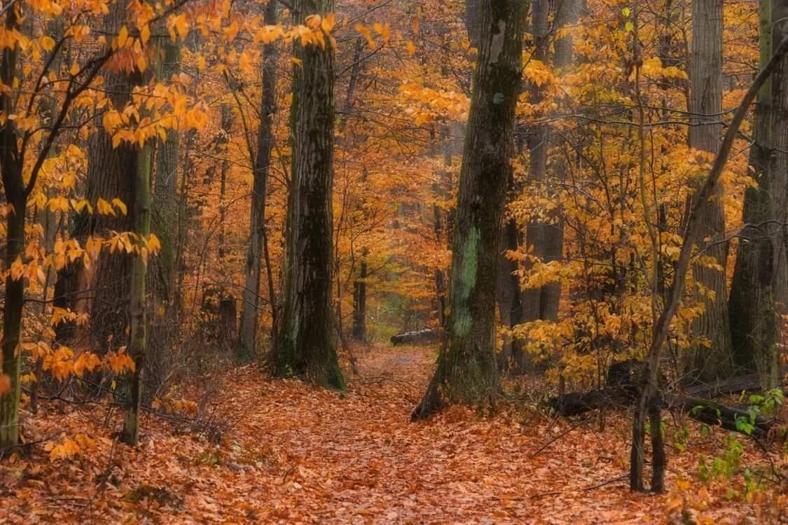 Может ли вас взволновать красота осеннего леса. Фон осенний лес. Осень в лесу фото реальные. Осенний лес оттенок. Рисунок осени фото.