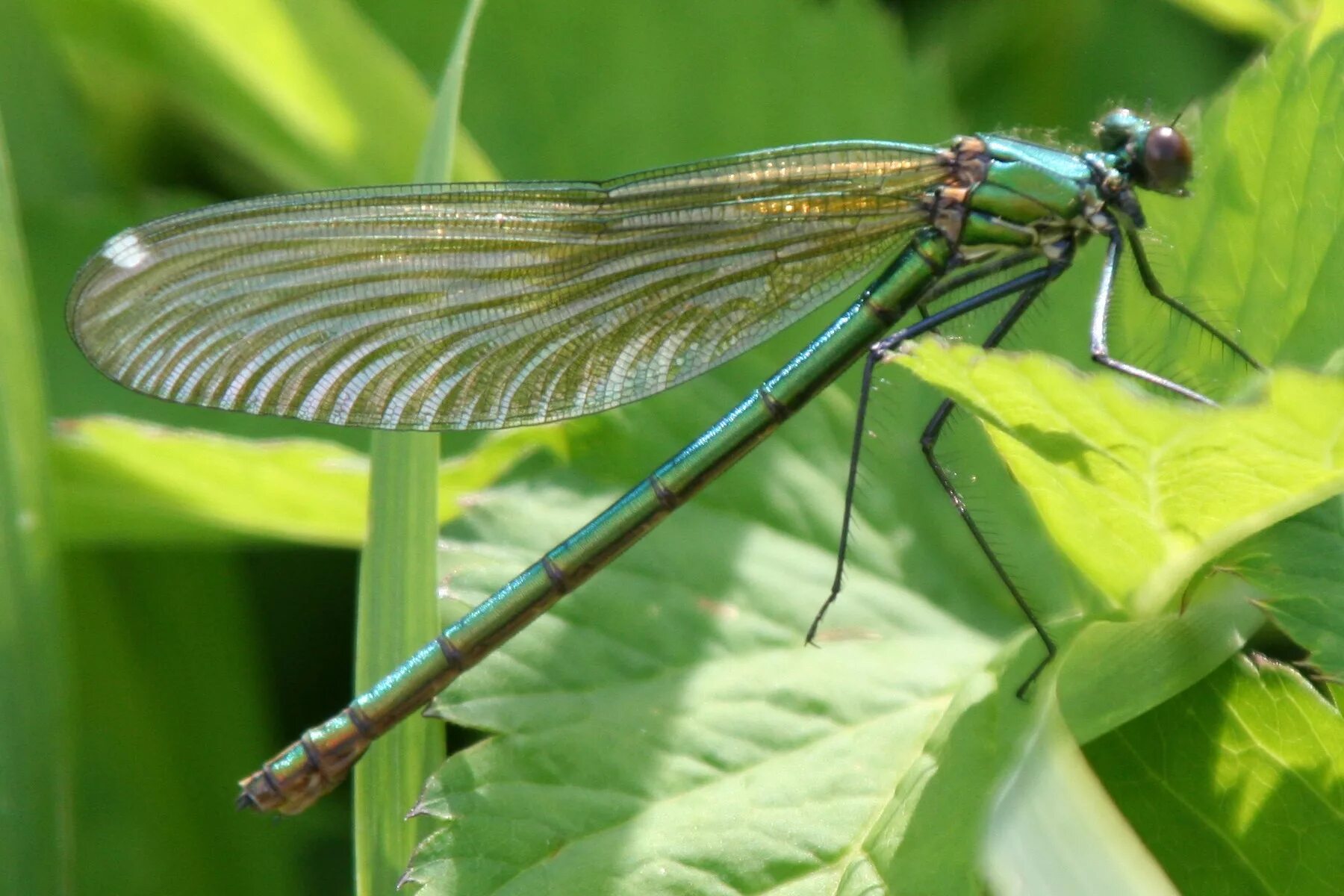 Стрекоза Calopteryx splendens. Стрекоза Calopteryx Virgo. Стрекоза блестящая красотка Calopteryx splendens. Calopteryx splendens самка.