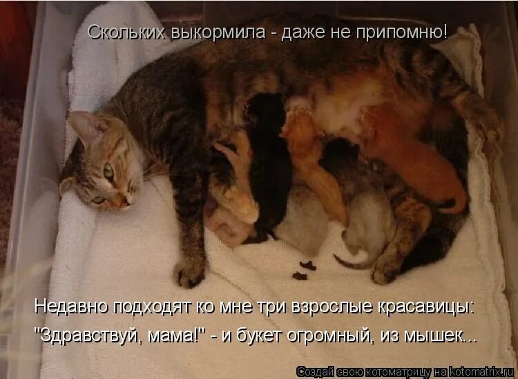 А У нас сегодня кошка родила вчера котят. У меня сегодня кошка родила вчера котят. У меня сегодня кошка родила вчера. Почему кошки мам мам