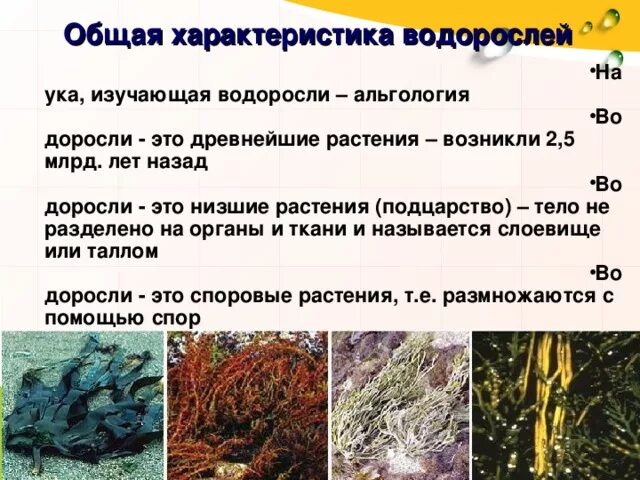 Водоросли освоили среду обитания. Водоросли общая характеристика 5 класс биология. Характеристика водорослей. Общая характеристика характеристика водорослей. Водоросли 7 класс биология.