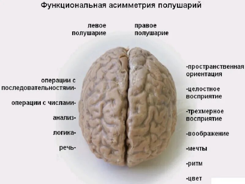 Какое полушарие головного мозга. Функциональная асимметрия больших полушарий мозга. Функциональная асимметрия коры мозга. Функциональная межполушарная асимметрия головного мозга это. Функциональная ассиметрия мозга это что.