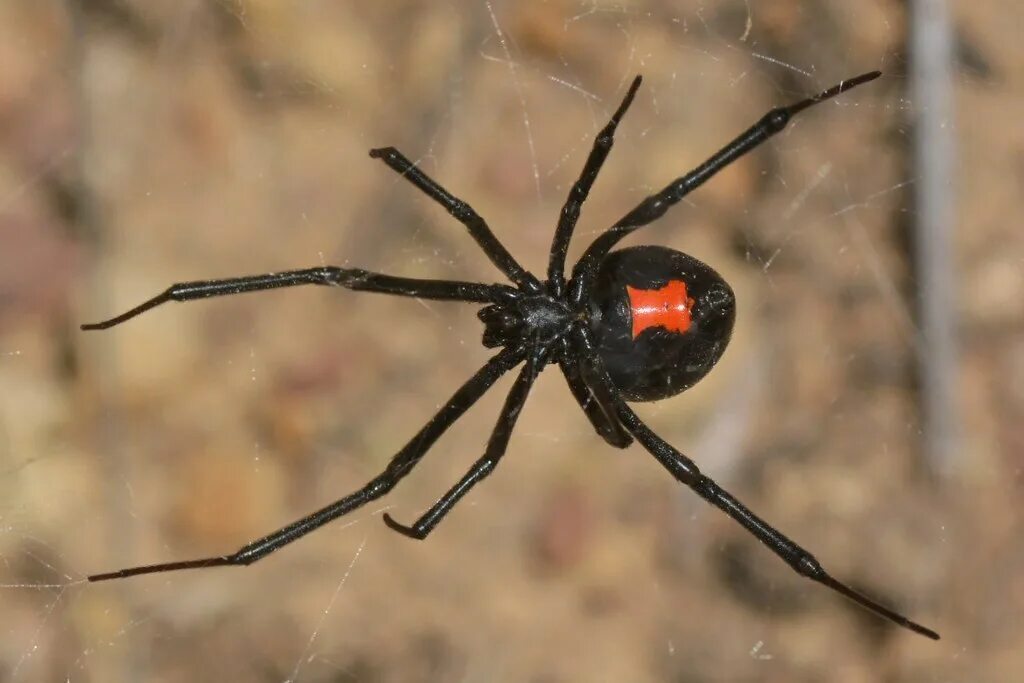 Черный паук хорошо. Каракурт паук. Черная вдова паук. Каракурт паук самец. Каракурт черная вдова.