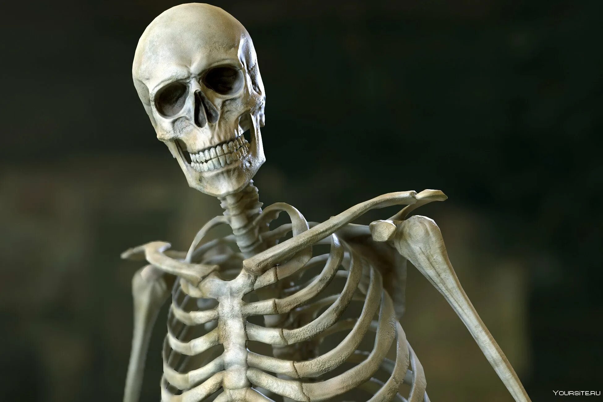 Skeleton 3.0 600m. Скелет человека. Модель скелета.