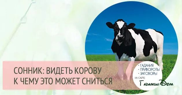 Приснилась корова. К чему снится корова во сне. Приснилась корова женщине.