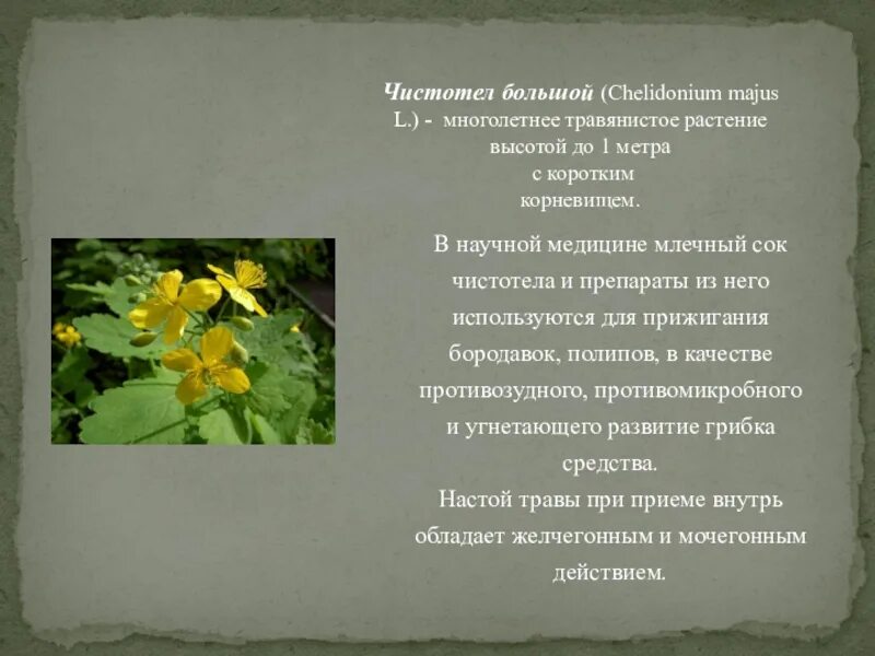 Лекарственные маковые растения. Млечный сок чистотела. Чистотел химический состав. Чистотел. Лекарственные маковые растения.