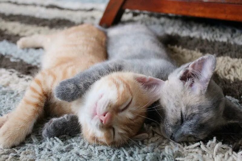 Спящие вместе коты. Спящие котики. два спящих кота.