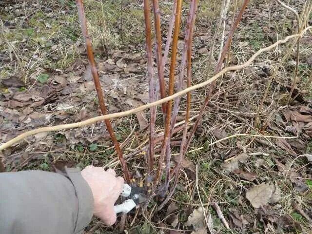 Когда можно обрезать малину. Правильная обрезка малины на зиму. Надо обрезать верхушки малины осенью. Обрезка малины осенью на зиму. Обрезать листья малины.