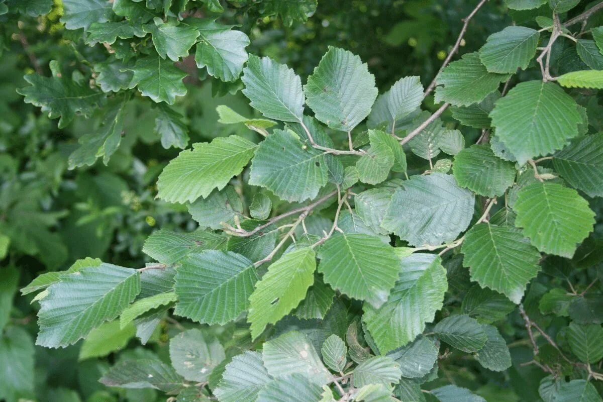 Ольха дерево как выглядит и где растет. Ольха серая (álnus incána). alnus ольха. ольха серая &quot;foliis aureomarginatis&quot;. alnus incana.