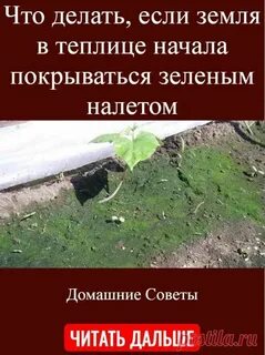 Почему в теплице почва зеленеет что делать
