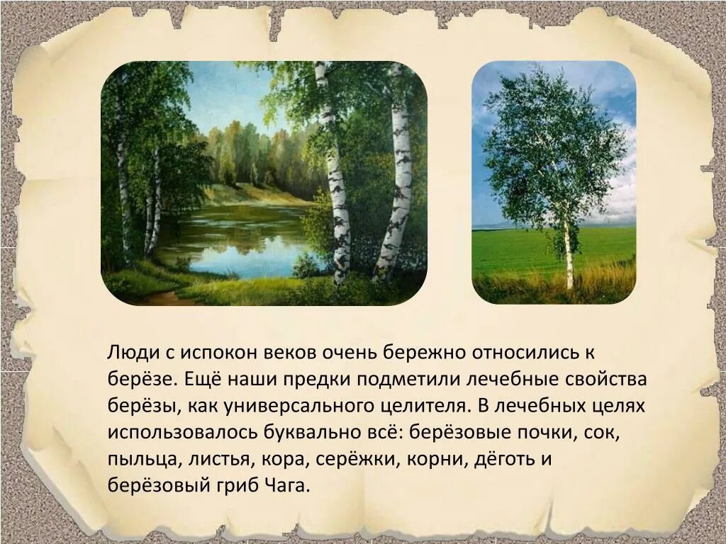 Испокон веков какое средство. Как березой лечились наши предки. Как человек относится к Березе. Испокон веков. Как относились к природе наши предки.