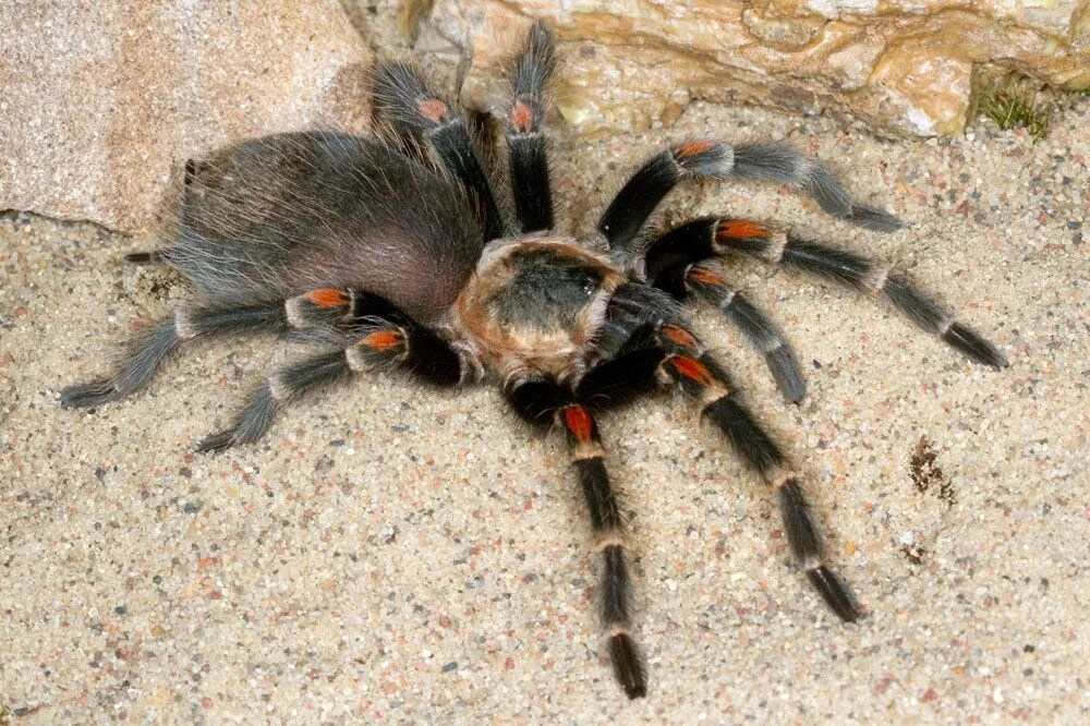 Паук птицеед факты. Brachypelma auratum тарантул. паук брахипельма ауратум. австралийский паук птицеед. сиамский паук птицеед.