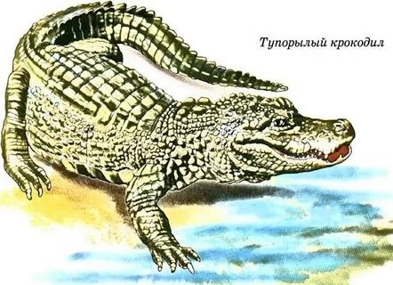 Тупорылый