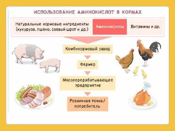 Использование аминокислот. Применение аминокислот. области применения аминокислот. аминокислоты в кормах для животных. применение аминов и аминокислот.
