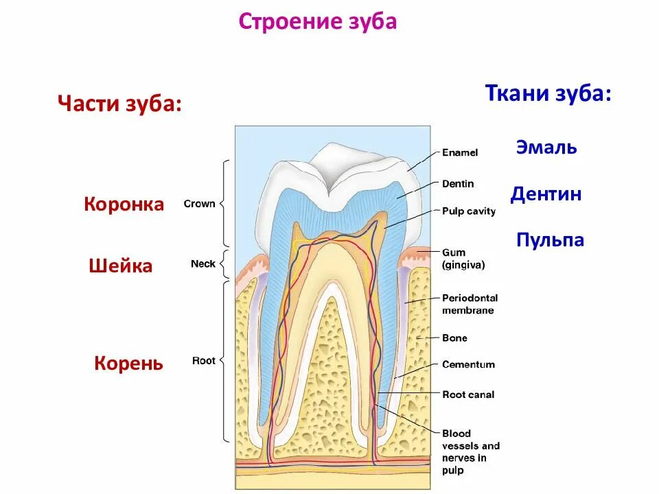 Схема внутреннего строения зуба анатомия. Строение зуба коронка шейка корень рисунок. Внутреннее строение зуба анатомия. Анатомия зубов коронка шейка корень.