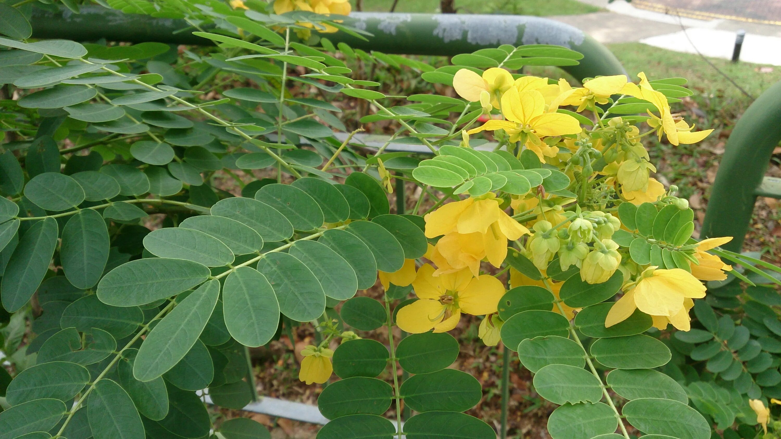 Сенна садовая. Кассия остролистная сенна. Senna dullifolia. Кассия узколистная. Кассия остролистная.