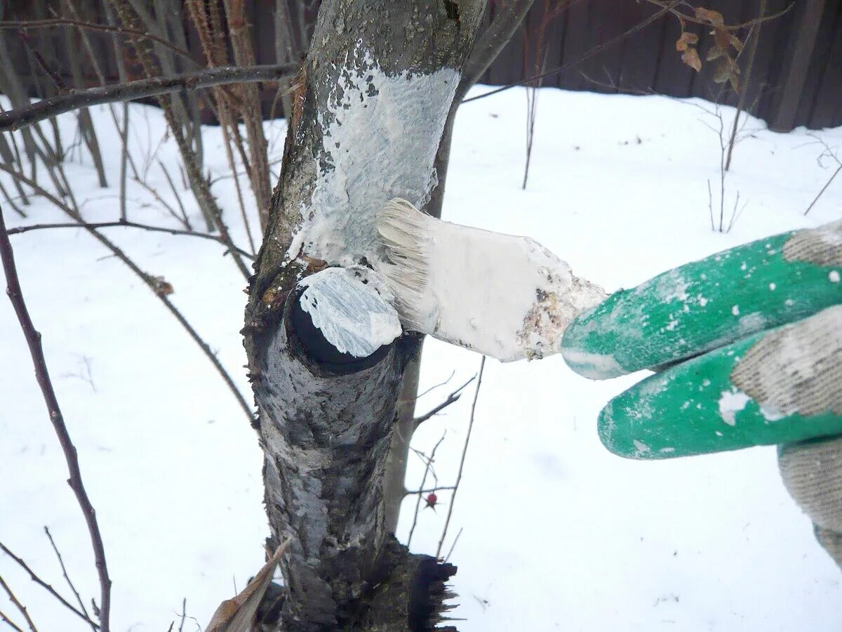 Подготовка деревьев к зиме. Побелка деревьев. побелка деревьев зимой. побелка стволов деревьев. побелка стволов деревьев в саду зимой.